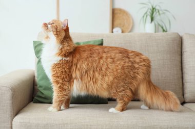 Evdeki gri kanepede oturan sevimli kedi.