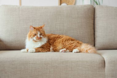 Evdeki gri kanepede yatan sevimli kedi.