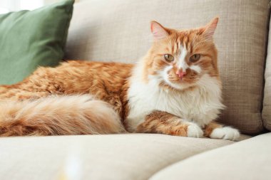 Evdeki gri kanepede yatan sevimli kedi.