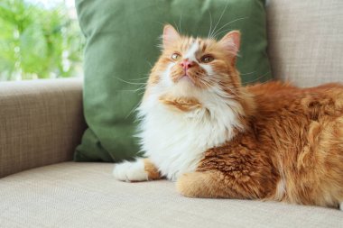 Evdeki gri koltukta, yastıklı şirin kedi, yakın plan.