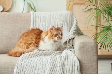 Evdeki gri kanepede ekoseli şirin kedi yatıyor.