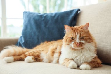 Evdeki gri koltukta, yastıklı şirin kedi, yakın plan.