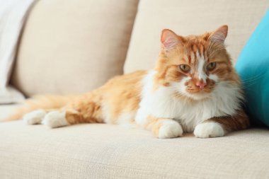 Evdeki gri kanepede uzanmış şirin kedi, yakın plan.