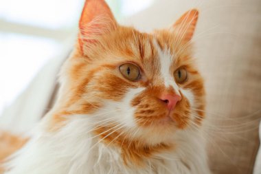 Evdeki kanepede sevimli bir kedi, yakın plan.