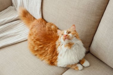 Evdeki gri kanepede yatan komik kedi.