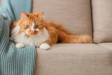 Evdeki gri kanepede ekoseli komik kedi yatıyor.