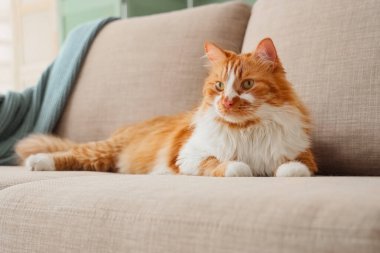 Evdeki gri kanepede yatan komik kedi.