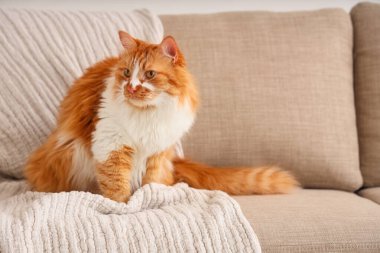 Evdeki gri kanepede ekoseli komik kedi.