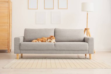 Oturma odasındaki gri kanepede yatan sevimli kedi.