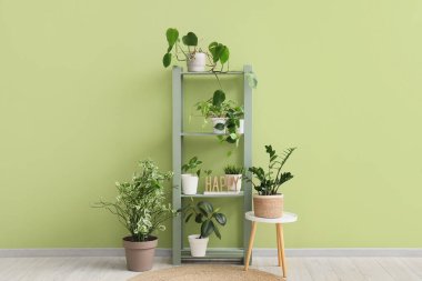 Raflama ünitesi, masa ve yeşil duvarın yanındaki farklı bitkiler.