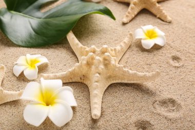 Deniz yıldızlı Plumeria çiçekleri, yakın plan.