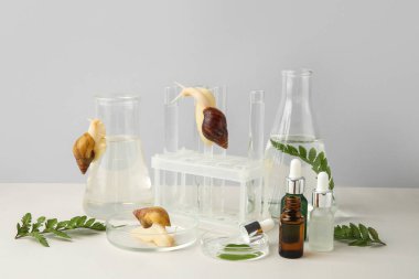 Laboratuvar cam örnekleri Achatina salyangozları, kozmetik ürünleri ve gri duvarın yanındaki beyaz masada bitkiler.