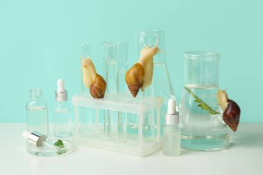 Turkuaz duvarın yanındaki beyaz masada Achatina salyangozları ve kozmetik ürünleri olan laboratuvar cam örnekleri.