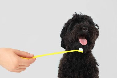 Diş fırçalı kadın el ve arka planda oyuncak köpek, yakın plan.