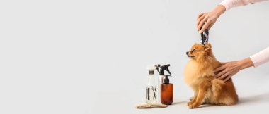 Kadın kuaför Gri arka planda şirin Pomeranya tükürüğünü tıraş ediyor