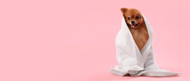 Pembe arka planda yıkandıktan sonra havluyla şirin Pomeranya salyası