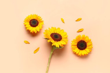 Turuncu arka planda güzel ayçiçekleri ve taç yaprakları