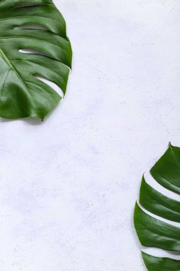 Tropikal monstera beyaz arka plan üzerinde bırakır