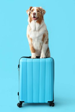 Mavi arka planda bavulu olan şirin bir Avustralya çoban köpeği. Seyahat kavramı