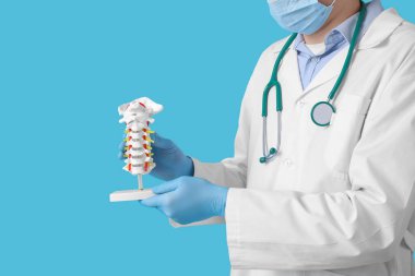 Erkek doktor mavi arka planda omurga modelini tutuyor.