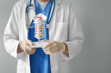 Erkek doktor gri arka planda omurga modeli tutuyor.