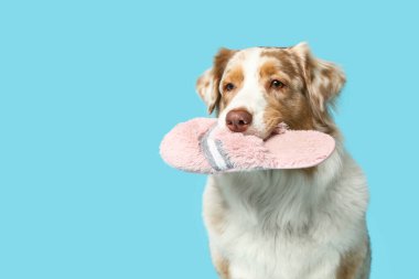 Komik Avustralyalı çoban köpeği mavi arka planda terlik tutuyor
