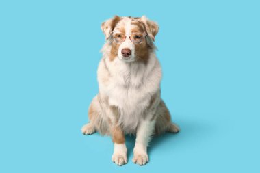 Mavi arka planda gözlüklü şirin Avustralya çoban köpeği.