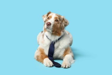 Mavi arka planda kravatlı sevimli Avustralyalı çoban köpeği