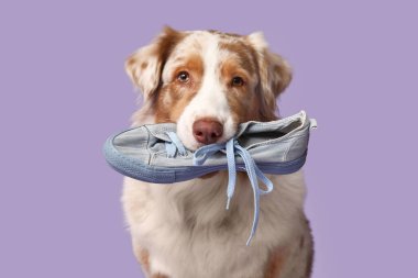 Şirin Avustralyalı çoban köpeği mor arka planda spor ayakkabı tutuyor.