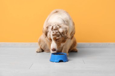 Tatlı Avustralya çoban köpeği turuncu duvarın yanında kaseden yemek yiyor.