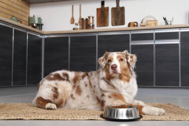 Tatlı Avustralya çoban köpeği mutfakta kuru yiyeceklerle yatıyor.