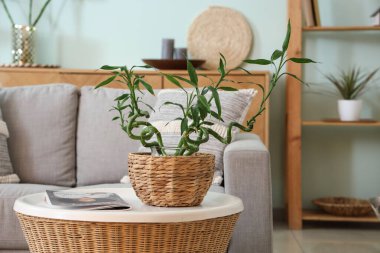 Oturma odasında bambu bitkisi olan rahat bir kanepe ve kahve masası.