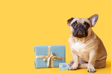 Hediye kartı ve sarı arka planda sunulan sevimli Fransız bulldog 'u.