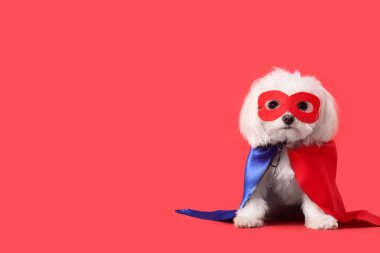 Kırmızı arka planda süper kahraman kostümlü şirin bir köpek.