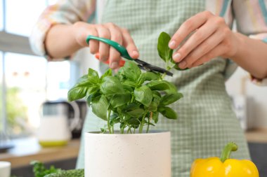 Mutfakta fesleğen kesen kadın, yakın plan.