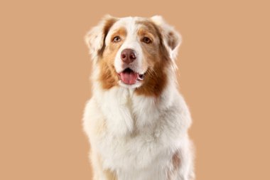 Bej arka planda şirin Avustralya çoban köpeği