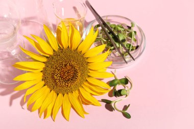 Pembe arka planda ayçiçeği, lahanası ve yağı olan profesyonel bir laboratuvar.