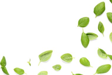 Beyaz arka planda bir sürü taze fesleğen yaprağı