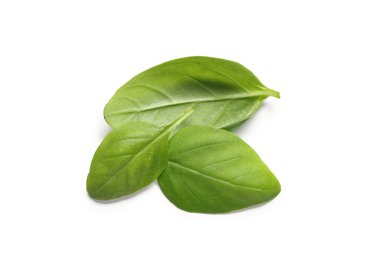 Beyaz arkaplanda taze yeşil fesleğen yaprakları