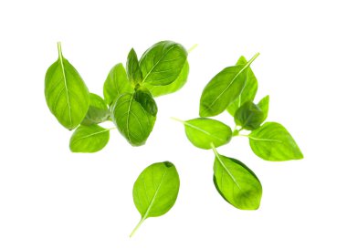 Flying fresh basil leaves on white background