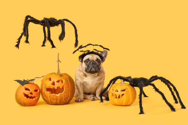 Cute French bulldog in headband with Halloween pumpkins and toy spiders sitting on yellow background