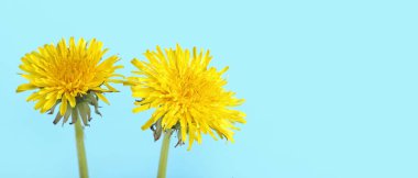 Mavi arka plan üzerinde karahindiba çiçekler