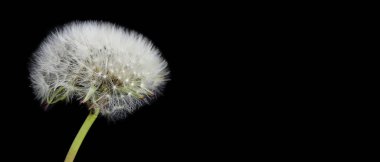 Siyah arkaplanda karahindiba çiçeği