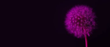 Koyu renk arkaplanda karahindiba çiçeği