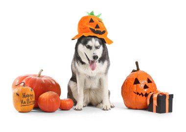 Beyaz arka planda saklanmış balkabağı ve hediye kutusu olan komik şapkalı şirin, iri yapılı bir köpek. Cadılar Bayramı