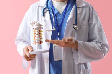 Erkek doktor pembe arka planda omurga modeli gösteriyor.