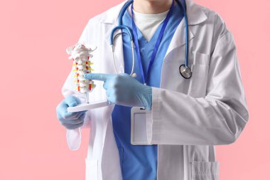 Erkek doktor pembe arka planda omurga modeliyle omurilik anatomisi gösteriyor.