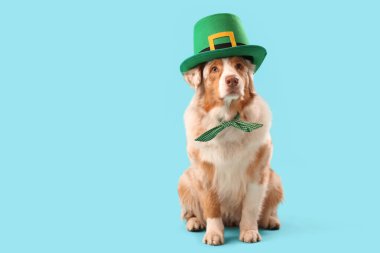 Mavi arka planda leprikon şapkalı şirin Avustralya çoban köpeği. Aziz Patrick Günü kutlaması