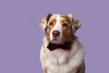 Mor arka planda papyonlu şirin Avustralyalı çoban köpeği