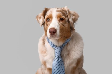Gri arka planda kravatı olan sevimli bir Avustralya çoban köpeği.